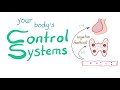 feedback mechanisms your body’s control systems physiology