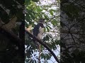 largest eagle in the world at zoo miami