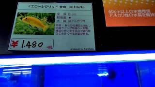 イエローシクリッド　盗難　M　カエルレウス　Boulengerochromis microlepis