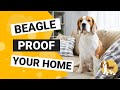 How to Beagle Proof your House