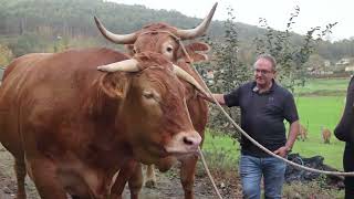 BUSQUEDA DE ANIMALES ÚNICOS EN PORTUGAL