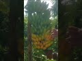 kokan banana bananatree kunkawan devgad farmer sindhudurg harvesting bananafarm madhukar786