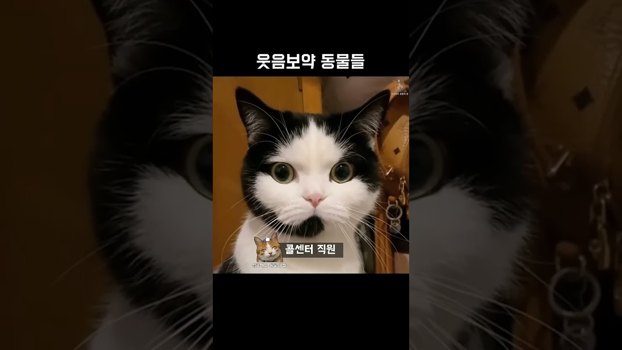 Pet Rabbit Care Story Taking Care Of Bunny Rabbits Daily Diy Paper Doll