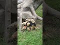 💕食蚁兽家庭散步 anteater family stroll animals【跟着图尔去旅行】