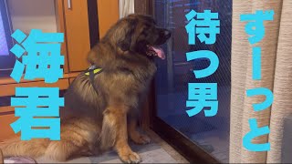 【レオンベルガー】開けてくれるまで諦めない海君【超大型犬】