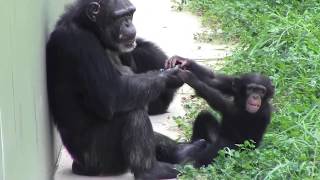 チンパンジー 双子の赤ちゃん278 Chimpanzee twin baby