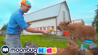 Blippi Visits a Farm | Blippi animals | Animal Cartoons | Funny Cartoons | Learn about Animals