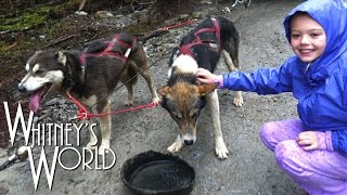 Sled Dog Mushing in Alaska | Iditarod Training | Whitney