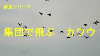 野鳥シリーズ　　集団で飛ぶカワウ