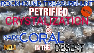 ROCKHOUND TREASUREHUNT - PETRIFIED CRYSTALIZED \u0026 RARE EXTINCT PREHISTORIC AGATIZED MONSTER CORAL