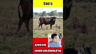 #shots เลี้ยงวัวขุน ชั่ง กิโลกรัมขาย 105-120 ทำจำนวนน้อย แต่รายได้ดีมาก