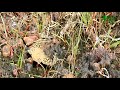 butterfly observation series 4 lemon pansy junonia lemonias