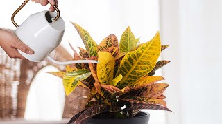 Plant Profile: Croton Petra | Costa Farms