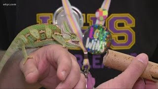 Unique animal program at Lakewood High School helping special needs students
