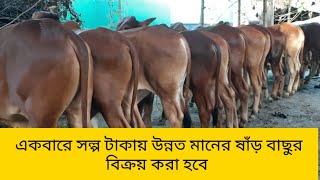 একবারে কম টাকায় উন্নত মানের ষাড়ঁ বাছুর বিক্রয় করা হবে //01719328834