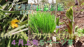 永久保存版 北海道の山菜図鑑【EZOノ山菜図鑑】５ページ芽～オオハナウド、アサツキ、キバナノアマナ～