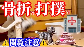 落下や転落が続いてもう体がボロボロな猫、病院に連れて行った方がいいですか？