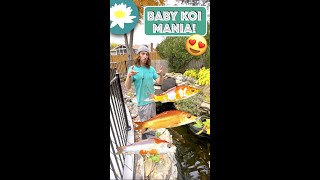 BABY KOI MANIA! | #Shorts