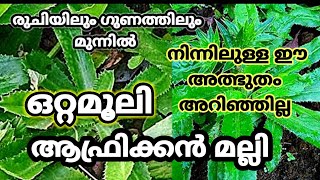 African Malliyila/Mexican Malli/African Malliyila in Malayalam/ആഫ്രിക്കൻ മല്ലിയുടെ ഗുണങ്ങൾ Culantro