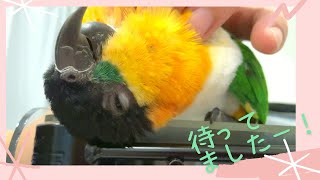 飼い主(夫)が帰宅した時のズグロシロハラインコ/My black-headed caique can’t wait to get the owner back home