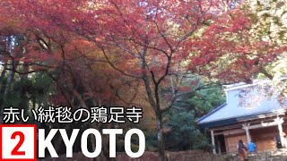 京都から日帰り紅葉ツアー:赤い絨毯で有名な滋賀県鶏足寺/Day trip from Kyoto, Autumn leaves like a red carpet /vlog