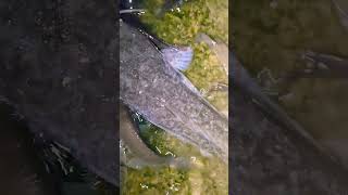 Perch, catfish part 633. Raising perch and catfish of natural origin. Video attracts viewers.