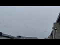 Seagulls in the rain 480FPS slow motion (OnePlus 6T)