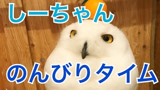 リラックスするシロフクロウ 【 relax   Snowy Owl】