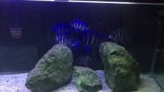 WC Cyphotilapia Gibberosa Moba (1M/8F)