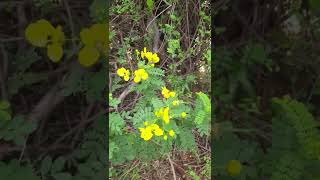 அற்புதங்கள் நிறைந்த ஆவாரம் பூ|ஆவாரம்பூ தேநீர் | Senna auriculata Tea is Good for health|காப்புக்கட்ட