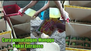 Cara cepat Pematangan Mangga Pakai Extrajoss