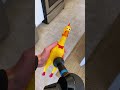 i massaged a rubber chicken i think he liked it. shorts