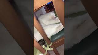 【癒し】猫ベッドでスヤスヤ　じんぼくんとちび太くんの幸せ睡眠タイム#猫動画 #子猫 #ねこ #猫 #保護猫 #cat