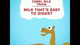 Amul - Camel Milk