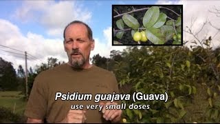 Psidium guajava (Guava)