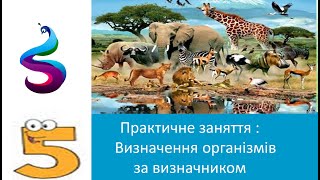 Практичне заняття : Визначення організмів за визначником