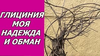 Глициния - моя надежда и обман.