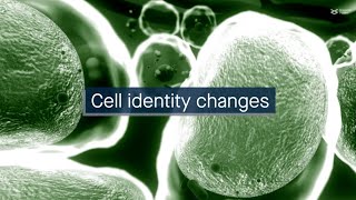 Cells change identity in response to environmental factors via 'Integrator' proteins