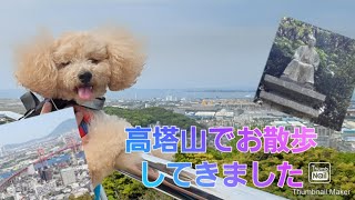 【トイプードル】高塔山でお散歩してきました🐩