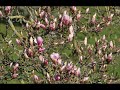 Magnolie im Zeitraffer - Magnolia in time lapse