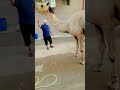 Camel qurbani 2025#balaghal #2025 #cemel #eiduladha #qurbani #unfrezzmyaccount @Adimehar213