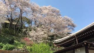 池上花の寺　養源寺・桜