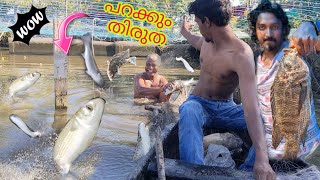 തിരുതകൾ പറക്കുന്ന മീൻകുളം | 1.5 kg tilapia fish | IFIF | fishing malayalam