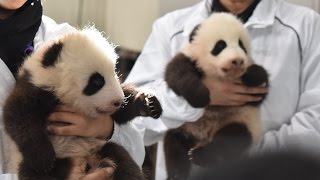 パンダの赤ちゃん☆桜浜＆桃浜　退場セレモニー♪　Giant Panda Baby ☆Ouhin\u0026Touhin