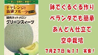 高級ネットメロン #メロン 🍈【グリーンスイーツ】No.11実食！/鉢でぐるぐる作りベランダでも簡単あんどん仕立てで空中栽培  #家庭菜園 　2023年7月27日