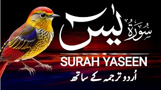 Surah Yasin | Surat Yaseen with Urdu Translation | Episode - 0044 Beautiful Voice | Hindi Tarjuma