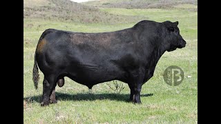 CHARLO - ANGUS NEGRO - SEMEX ARGENTINA