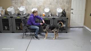 Muzzle Conditioning Part 2