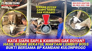 Dedak Lembut MAKTANI MT2312 Buat Pakan Sapi & Kambing Juga Bisa Bos Pengiriman Bp Kamdani Kulonprogo