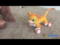 zoomer kitty whiskers the orange tabby unboxing and play with ryan toysreview